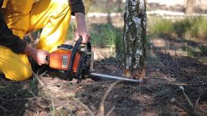 Reliable Franklinton, NC Tree Removal Solutions