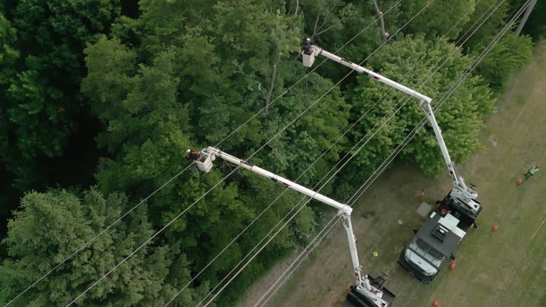 Best Palm Tree Trimming  in Franklinton, NC