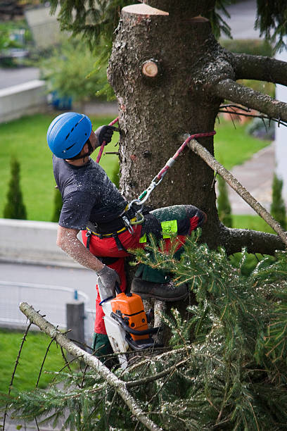 Best Tree Preservation Services  in Franklinton, NC