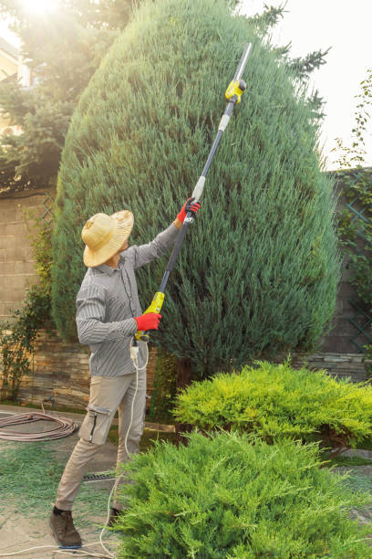 Best Fruit Tree Pruning  in Franklinton, NC